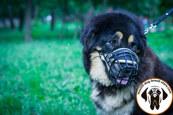 Metal dog muzzle for Mastiff with felt padding on nose