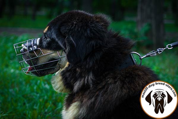 Super reliable wire cage Mastiff muzzle