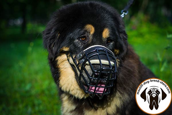 Sturdy wire cage dog muzzle for Mastiff with nose padding