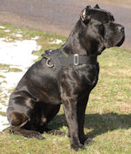 Cane Corso Breed: Dog Muzzle, Harness, Collar, Leash, Toys, Bite Sleeve