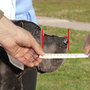 Find out how to measure your muzzle length