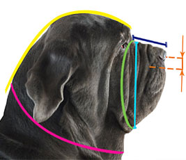 Measure your dog properly