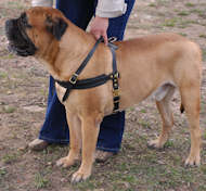 tracking pulling dog harness for bullmastiff