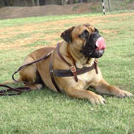 Tracking/PullingLeather Dog Harness For Bullmastiff